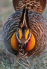 Greater Prairie-Chicken